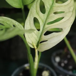 Monstera Adansonii Archipelago Ghost Variegated MINIS *NEW LEAF*