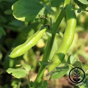 Bean Seeds - Bush - Broad Windsor Fava