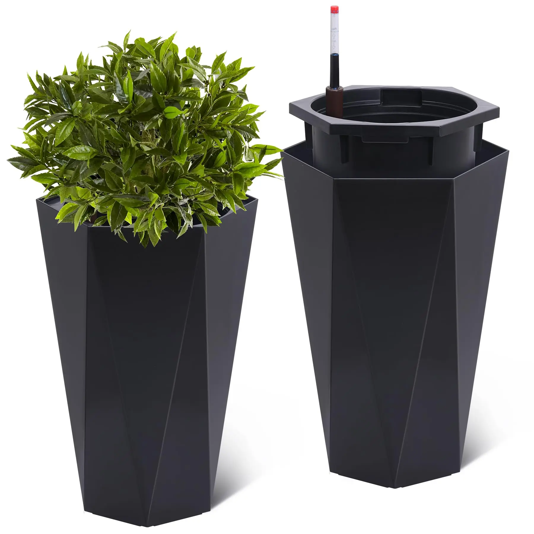 fumbwa plant - TikTok Shop