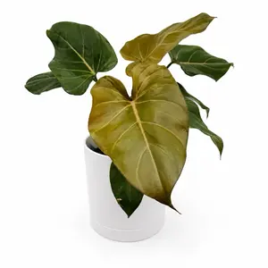 Philodendron Summer Glory 6" Pot - Easy-Care Indoor House Plant for Beginners with Unique Tropical Leaves for Home Decor Household
