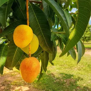 Mango Tree - Live Fruit Tree in a 3 Gallon Pot - Mangifera Indica 'Alphonso' - Tropical Edible Fruit Bearing Tree