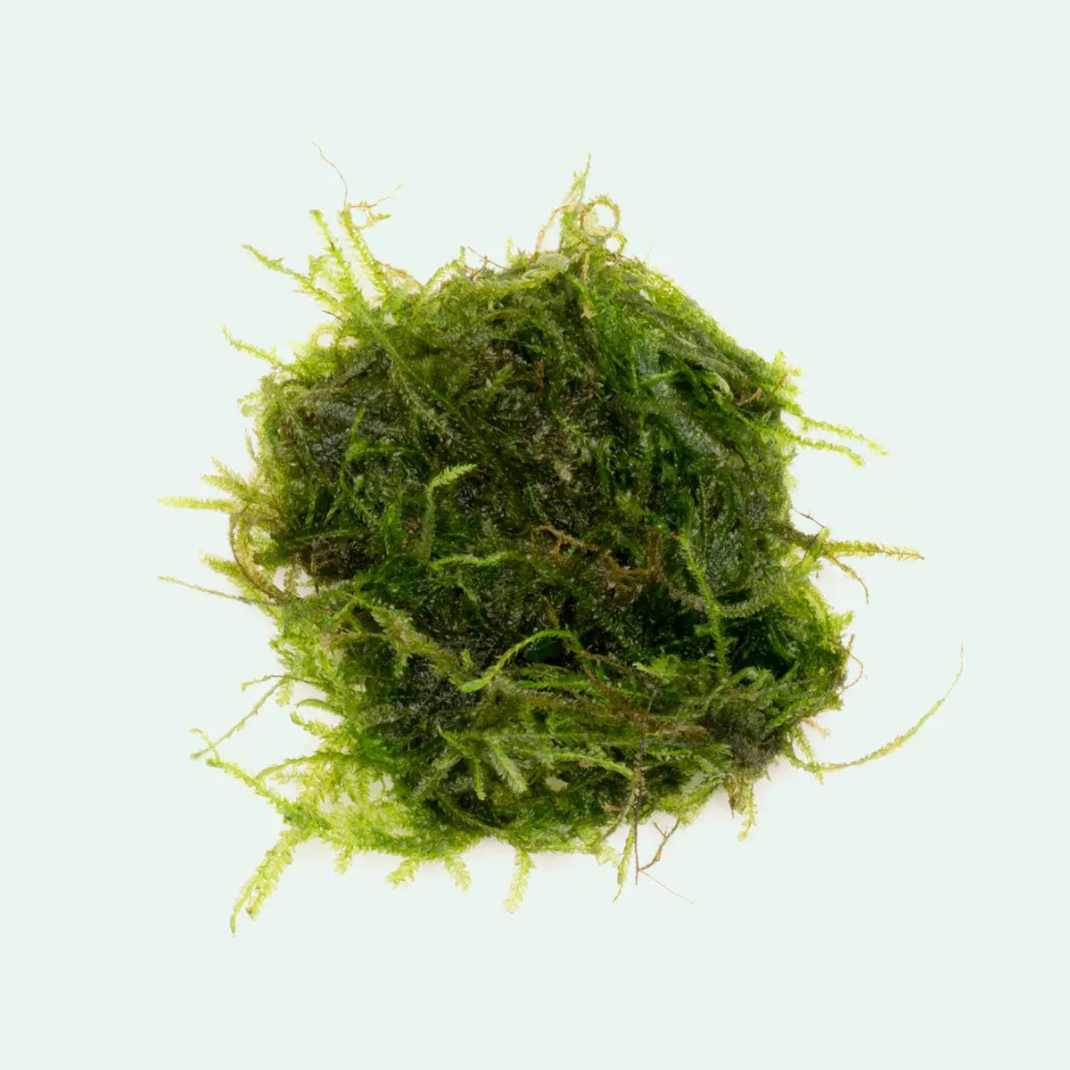 Peacock Moss