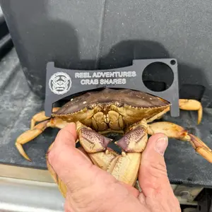 Reel Adventures Crab Gauge