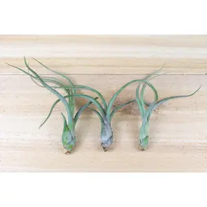 Tillandsia Baileyi 'Pseudobaileyi' Air Plants [3 Pack]