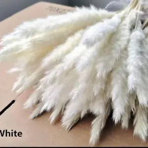 15 stems White Pampas Grass 23"-24"