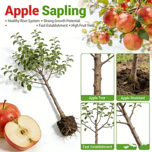 High-quality new variety apple saplings, recommended by local farmers, first-year results, easy to plant, suitable for various regions, suitable for balcony/courtyard, indoor and outdoor potted planting
