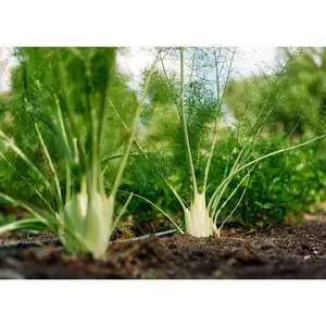 Florence - Organic Fennel Seeds