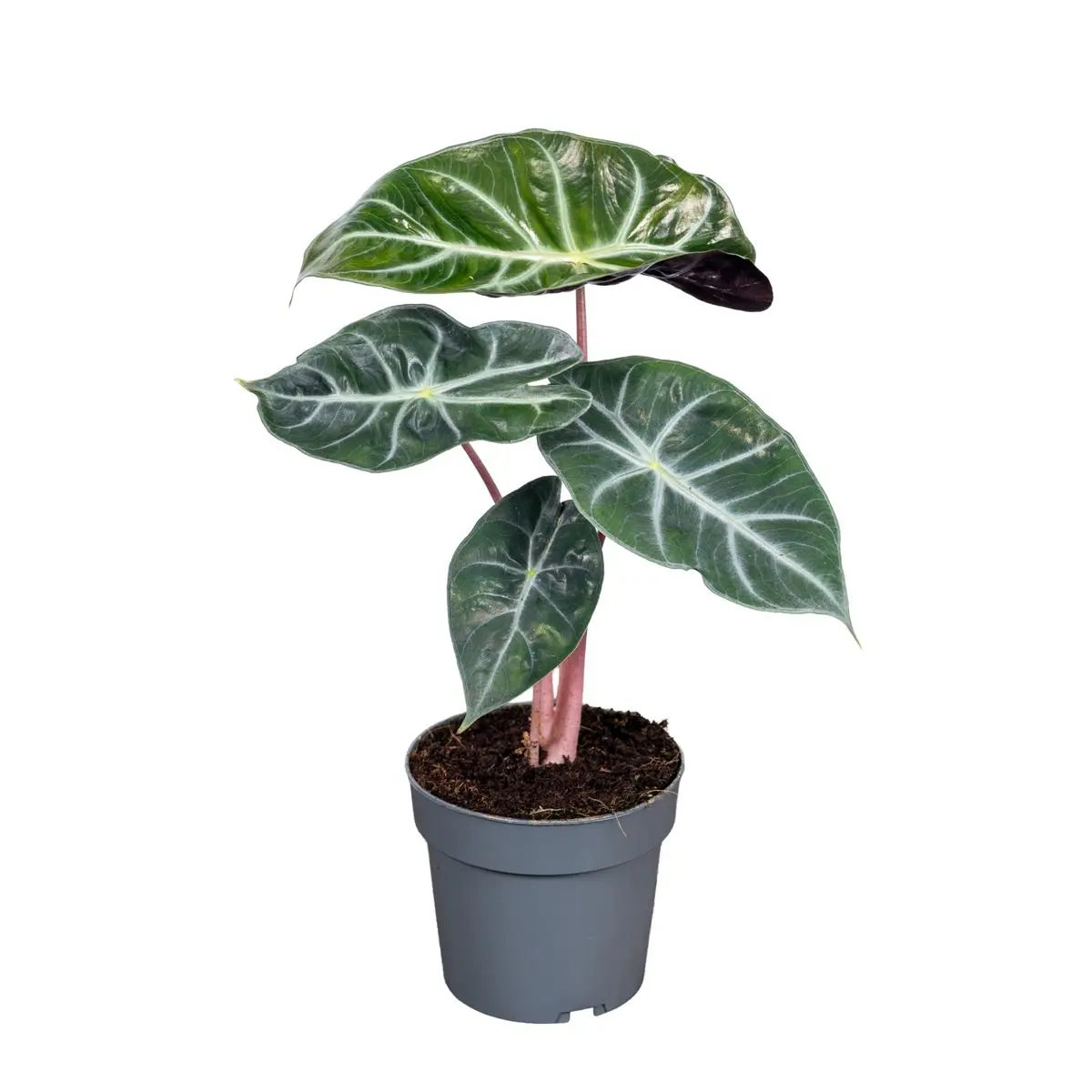 4" Alocasia Pink Dragon - Indoor Live Plant, Rare Oval-Shaped Leaves, Medium Size, Decor-Ready & Gift-Worthy, High Humidity and Bright Light Live Indoor Plants Houseplants