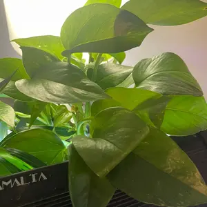 Mi Freshwater Plants Rooted Pothos Cuttings Houseplant Aquatic Plant in Aquarium Decoration with Healthy Leaves