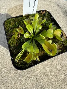 Venus Flytrap (Dionaea Muscipula) 'Mammoth' in a 3.5" pot