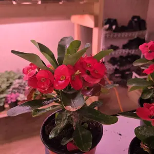 Crown of Thorns