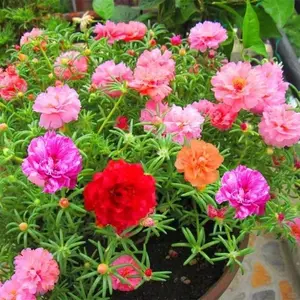 Mixed Color Moss Rose Seeds 1000pcs Bulk Pack – Suitable for Backyard Flower Beds, Raised Planters & Seasonal Planting Projects – High Count Seed Set – Seeds Only, No Live Plants Included