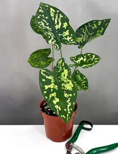 Alocasia Hilo Beauty