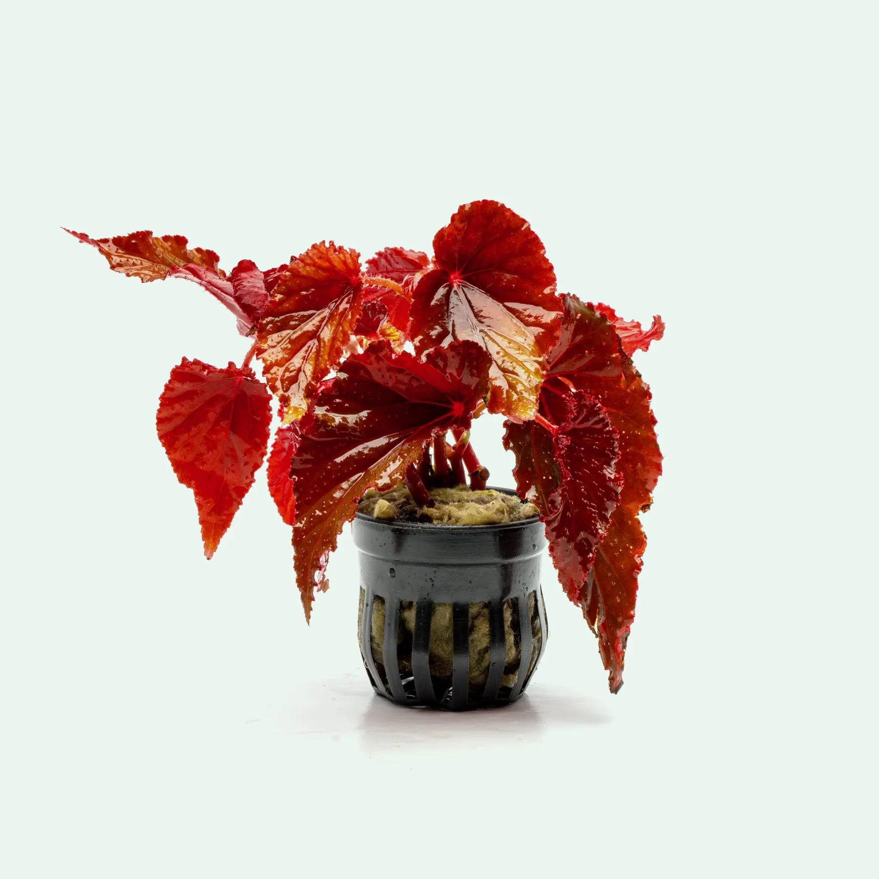 Begonia Arabian Sunset