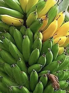Musa Dwarf Cavendish 4-8" Organic Banana Tree for Home Decor & Garden Use, Requires Damp Care, Full Sunlight