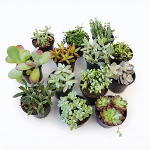 2/4/13 Pack Assorted Succulents Plants - 4 Inch Live Succulents for Indoor Outdoor,Easy Care House Plants,Gift for Party Wedding Home Garden Decor
