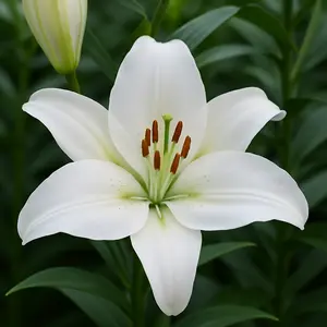 3 Oriental Lily Bulbs Casa Blanca,intensely Fragrant. Perennial
