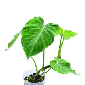 Philodendron pseudoverrucosum