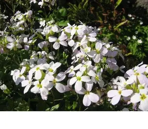 800 WHITE ALPINE ROCKCRESS Aubrieta Rock Cress Arabis Alpina Flower Seeds
