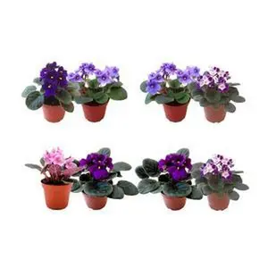 2PK of 4” Pot African Violets, Different Colors Guaranteed for Orders of up to 5 PKs (10 Pots), Live Houseplant, Live Indoor Plant, Home Decor, Office Decor, Plant Gift, Holiday Gift, Birthday Gift