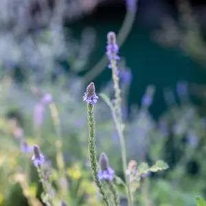 Western Vervain