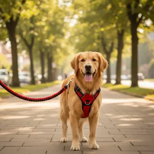 Wiggly Tails Gentle Walk Harness and Lead