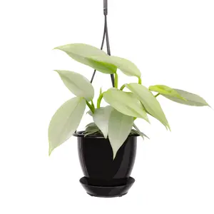 Silver Sword Philodendron | 4" Diameter Plant | Live Houseplant | Multiple Options