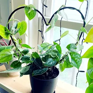 1pc Heart-Shaped Stake Durable Plastic 1pc Heart-Shaped Plant Support Stake | Circular Design for Enhanced Growth of Flowers & Plants | Ideal for Indoor & Outdoor Use, Adds a Unique Touch to Home & Garden Decor, Indoor Plant Trellis