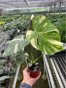 2" Monstera Thai Constellation (LIMITED AVAILIBILITY)