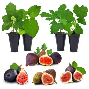 Fig Tree. Set of 4 Starter live Plants. Great for Garden and Patio