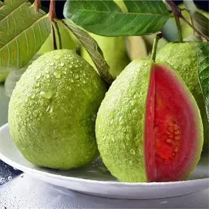 100 Tropical Red Guava Seeds - Compact Fruit Tree for Backyard or Pots - Exotic Fruit with Vibrant Red Flesh - Fast Growing & Container Friendly - Ideal for Warm Gardens or Patios