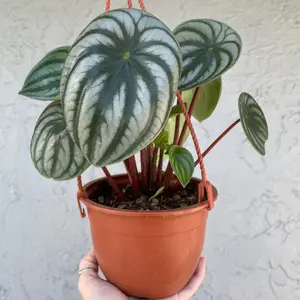 Watermelon Peperomia - 6" pot