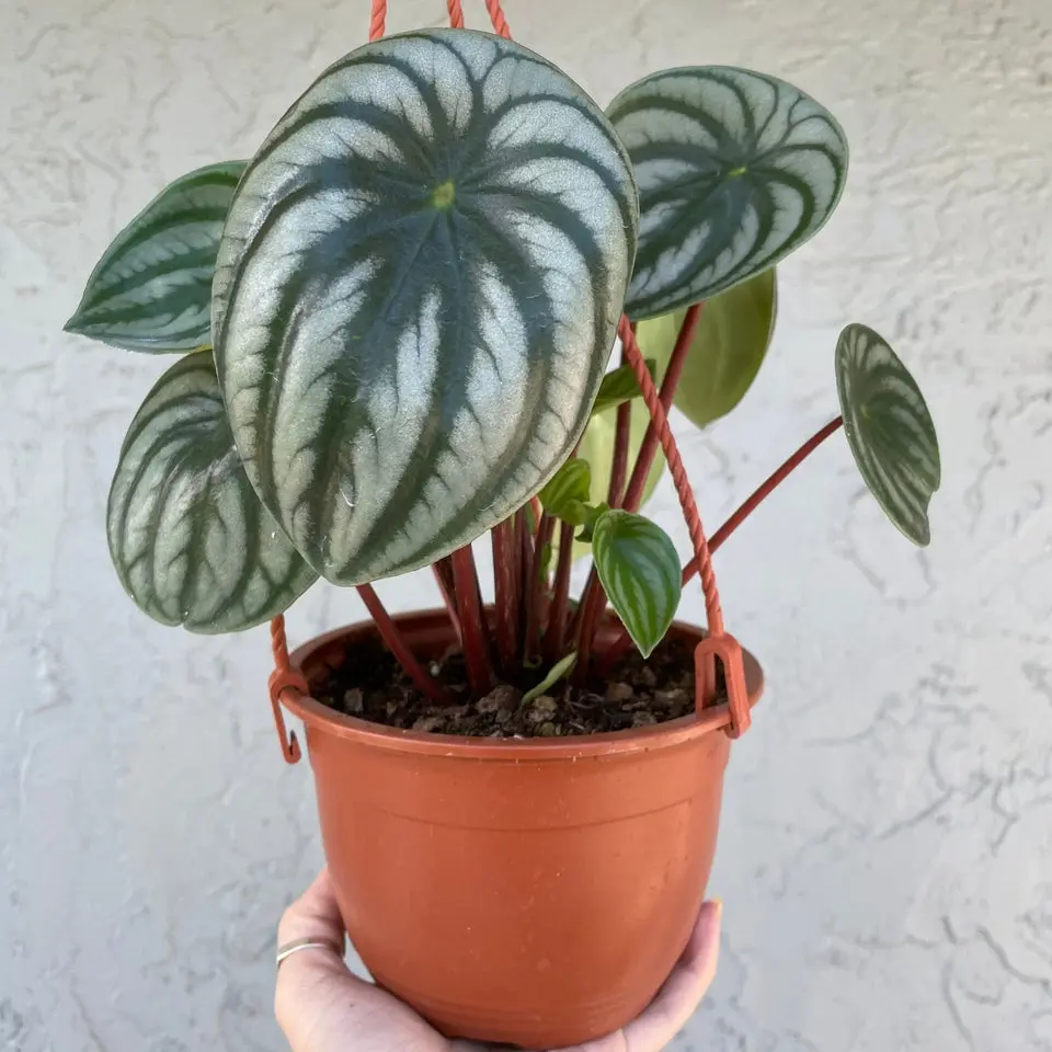 Watermelon Peperomia - 6" pot