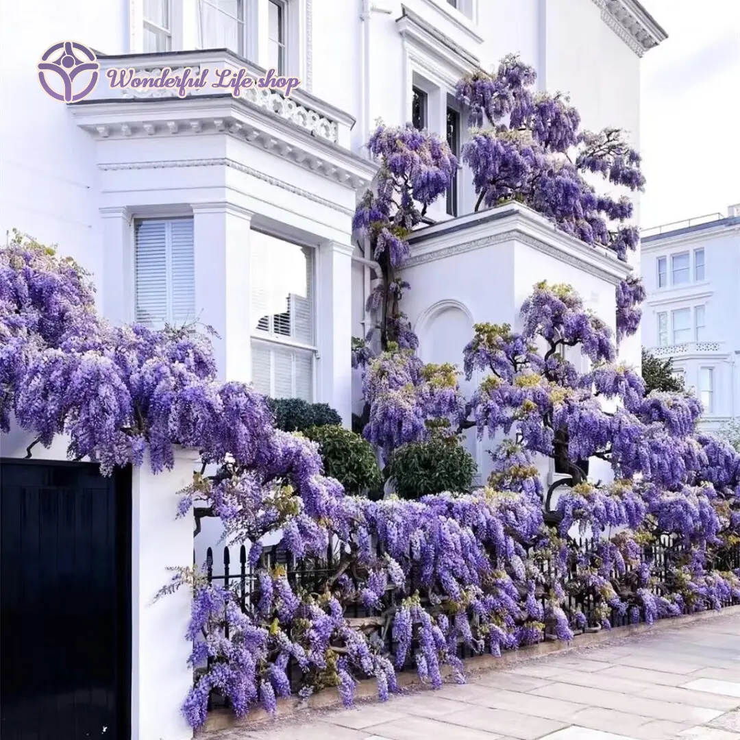 Lavender Rain in Your Garden! *Fast-Growing Wisteria Vines - Create Dreamy  Flower Tunnels in 2 Seasons!* (Perfect for Patio Privacy & Wedding Arches)  - TikTok Shop