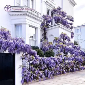 Lavender Rain in Your Garden!  *Fast-Growing Wisteria Vines - Create Dreamy Flower Tunnels in 2 Seasons!* (Perfect for Patio Privacy & Wedding Arches)