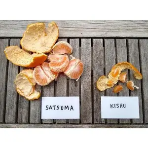 OWARI MANDARIN SATSUMA Semi Dwarf Tree