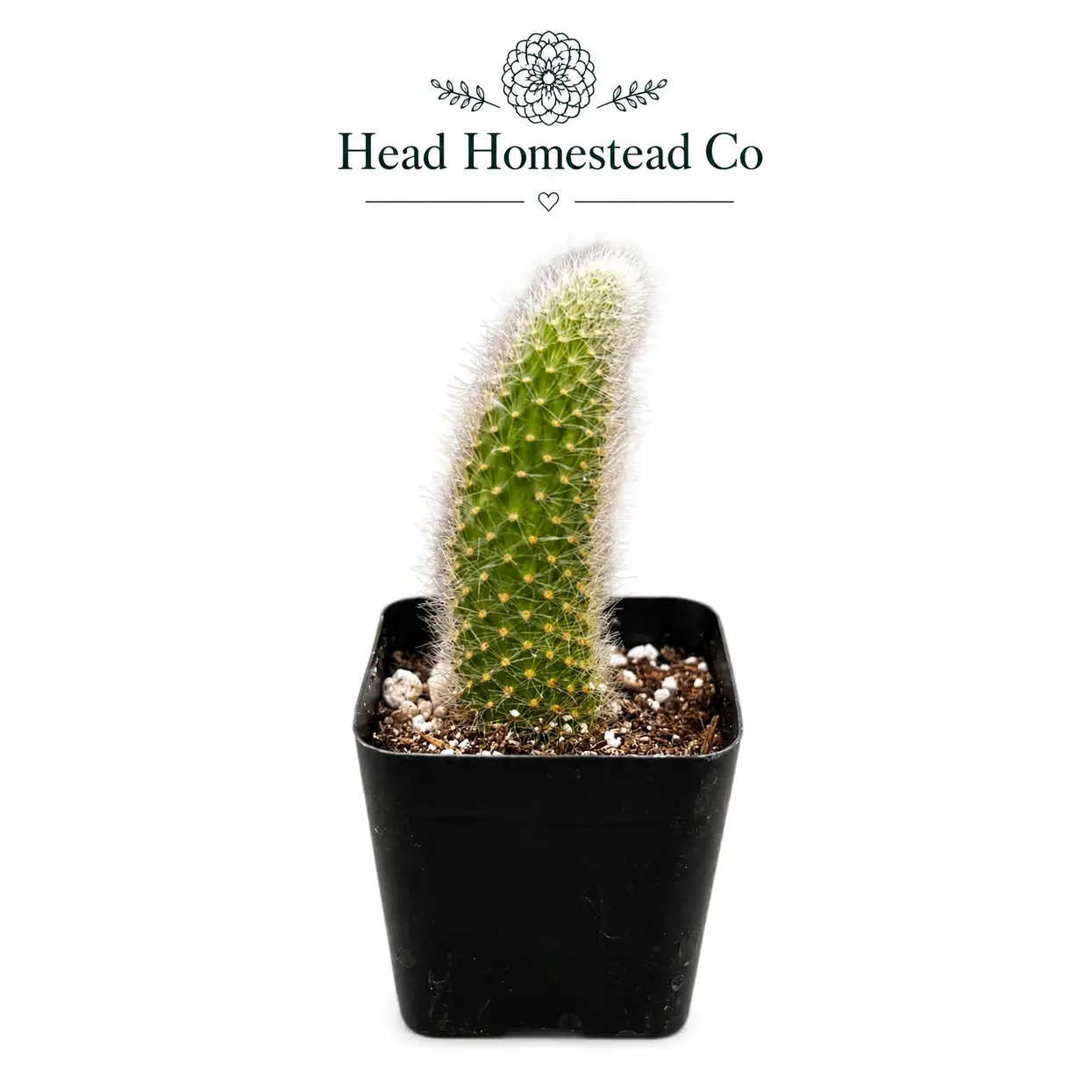Monkey Tail Cactus 2"
