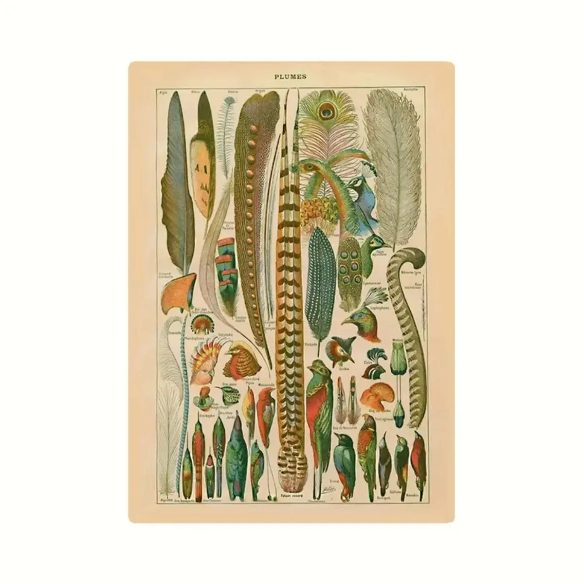 Vintage Bird Feather Pattern Metal Sign, Bird Feather Species Chart, Custom Desktop Plaque, Home Decor for Avian Enthusiasts and Bird Lovers