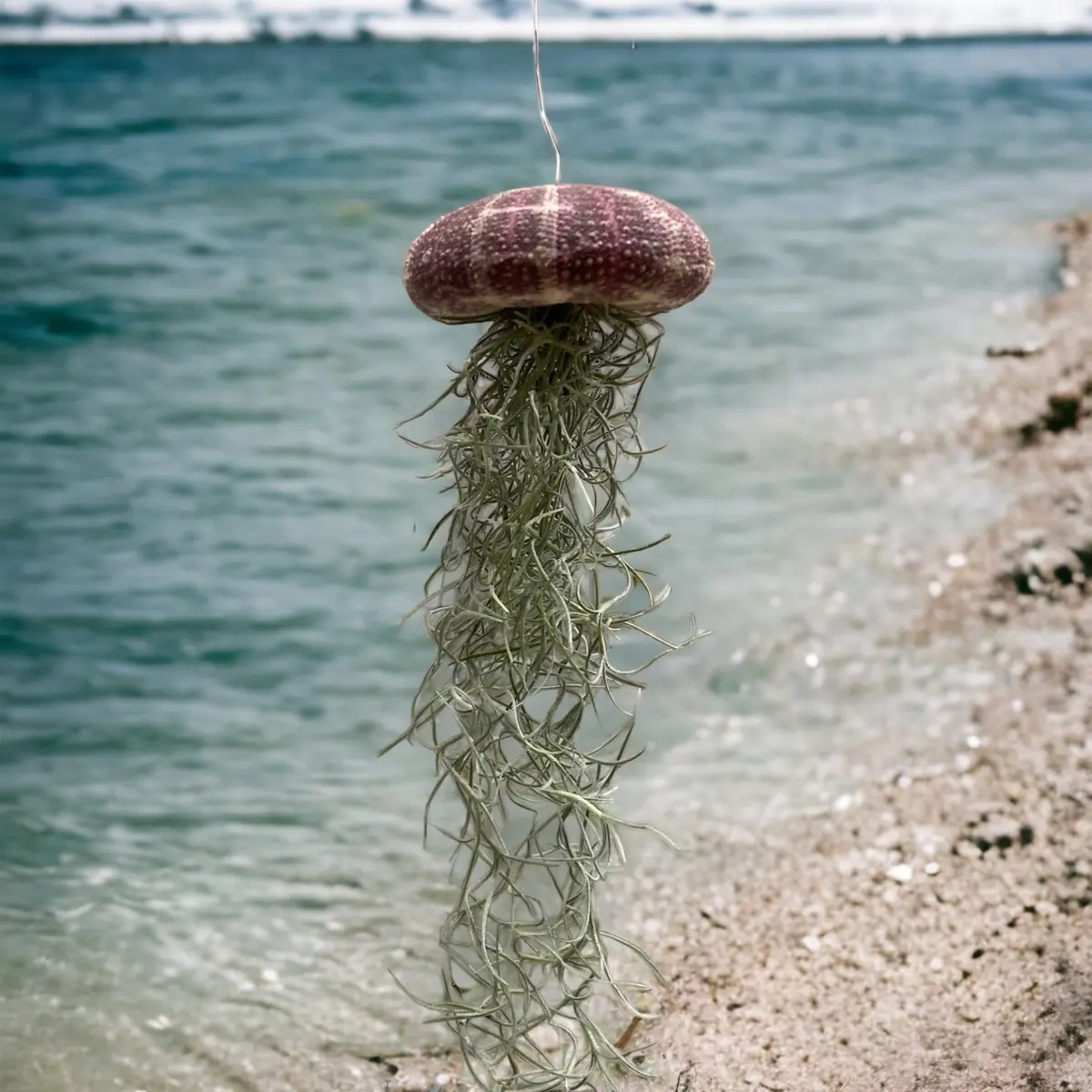 Jellyfish Air plant Hanger