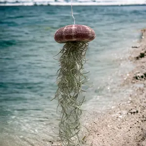 Jellyfish Air plant Hanger