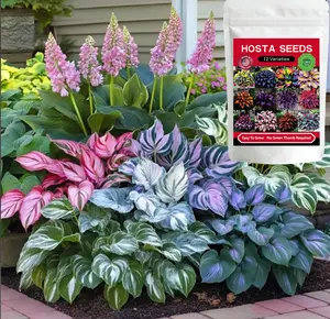 12000+Pcs Hosta Seed with 12 Varieties Mixed Color, Rare Perennial Shade & Cold Tolerant Plants with Heart Shaped Leaves, Low Maintenance Easy Grow for Outdoor Garden, Ground Cover & Pots