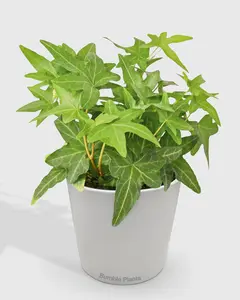 Hedera Helix 'Green California' English Ivy