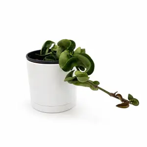 Hoya Hindu rope 4" pot beginner friendly plant pet safe plant