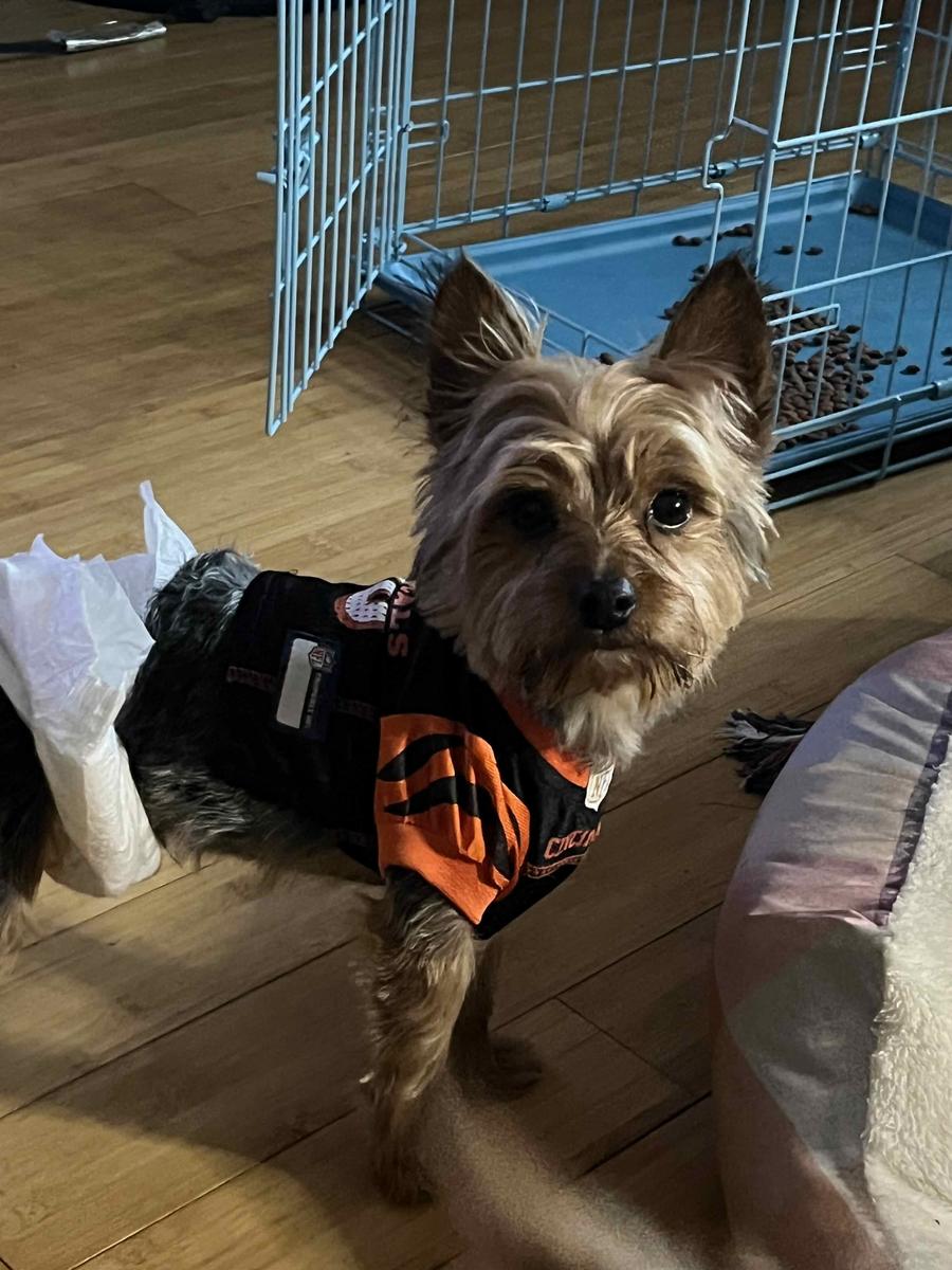 Item: Grooming Vacuum