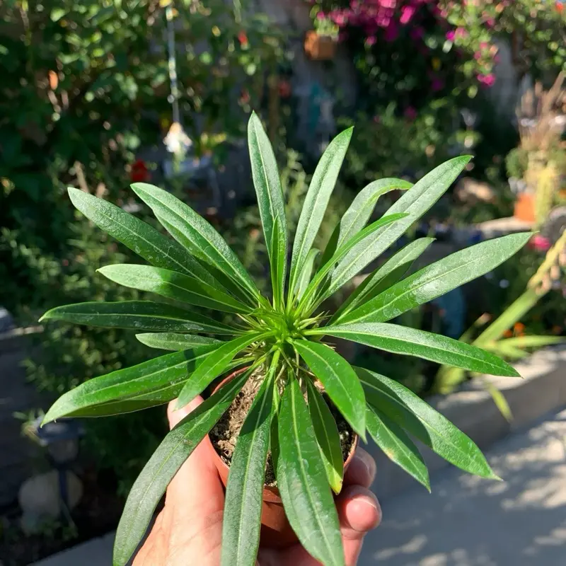 Madagascar Palm in a 2" Pot - Unique Succulent with Spiky Trunk & Bold Exotic Look - Perfect for Your Home Decor