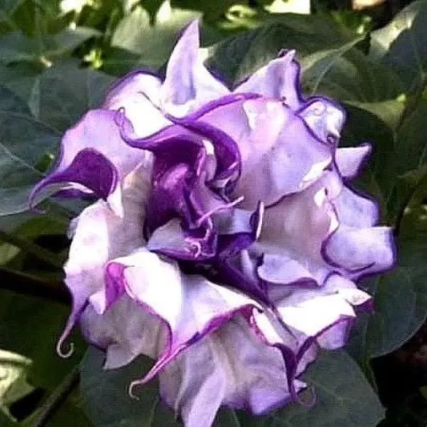 Rare Plant Purple Datura Devils Trumpet Plant Stunning Flowers THIS SEASON! Very Fast Shipping Single Bloom