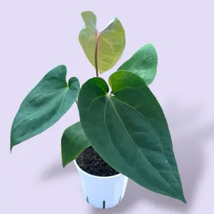 Anthurium Magnificum X Dark Phoenix 4” - Rare House Plant