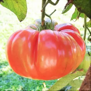 TomorrowSeeds - Henderson's Pink Ponderosa Tomato Seeds -  Indeterminate Large Beefsteak Tomatoes Non GMO Fruit Seed For 2024 Season