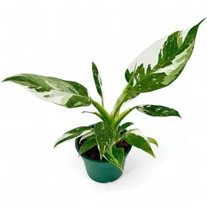 Philodendron White Princess Live Houseplant, Variegated Petals