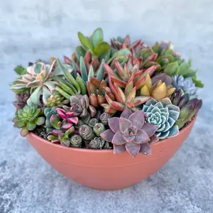 Point Loma Succulent Garden - Large Live Succulent Arrangement - Ships Free!